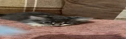 Mixed Breed cats for sale: 3 beautiful male kittens (dad is Persian)  - Advert 11