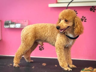 Cavapoo dogs in Mansfield - Advert 9