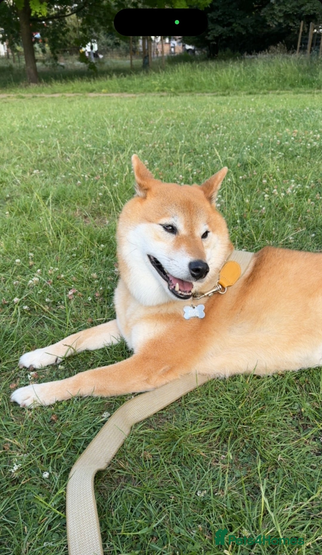 Japanese Shiba Inu dogs for sale: I’m looking for a new home  - Image 3