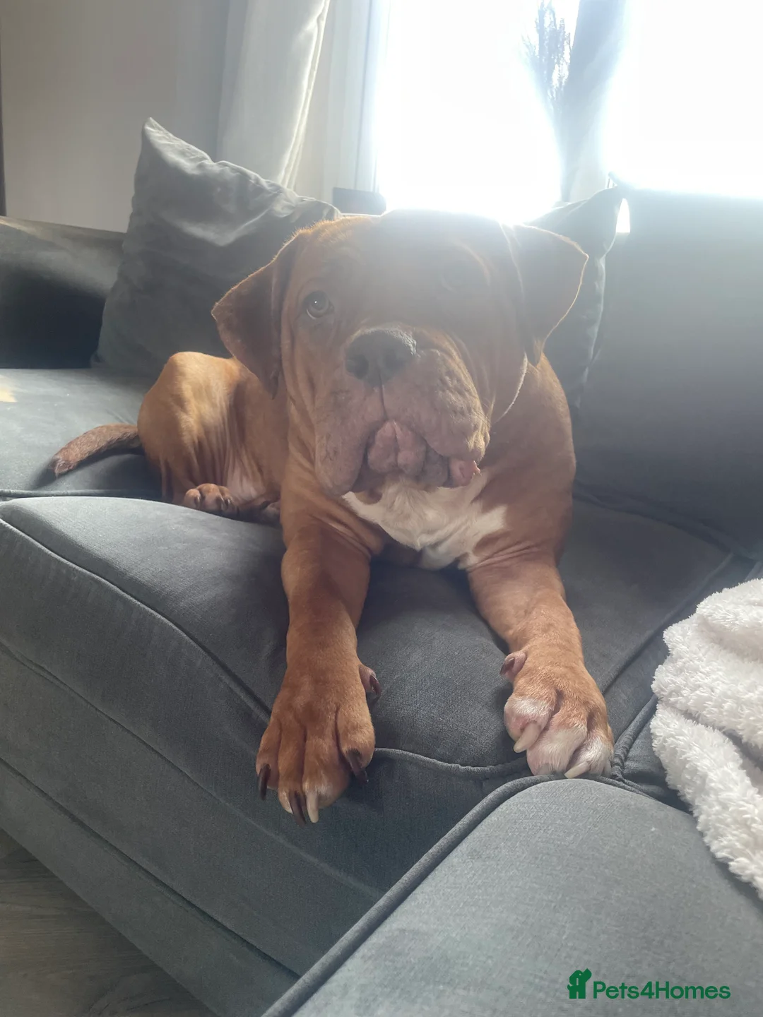 Mixed Breed dogs for sale: Beautiful Girl, Sad Circumstances  - Advert 7