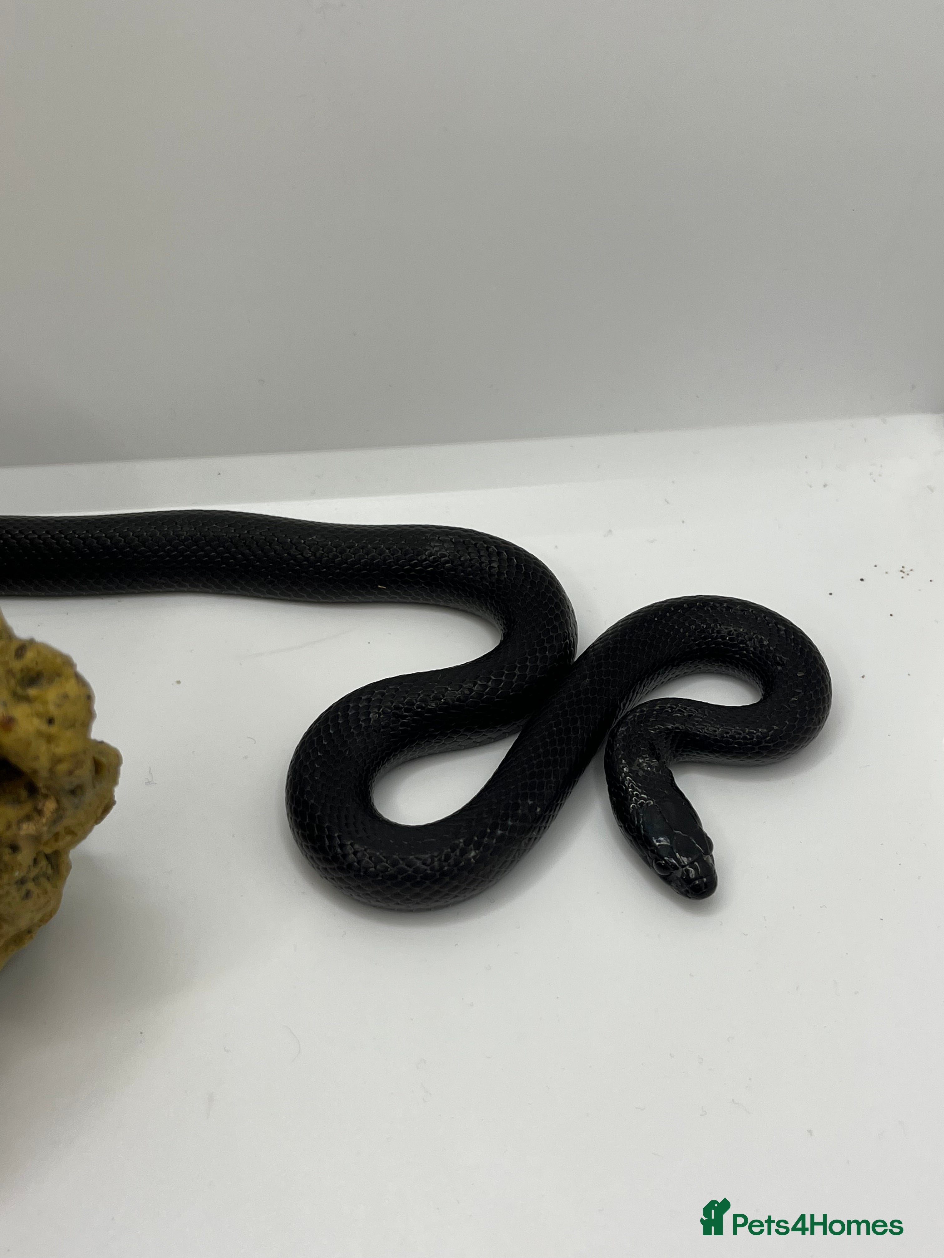 King Snake reptiles Mexican Black king snake - Advert 4