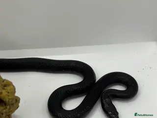 King Snake reptiles Mexican Black king snake - Advert 4