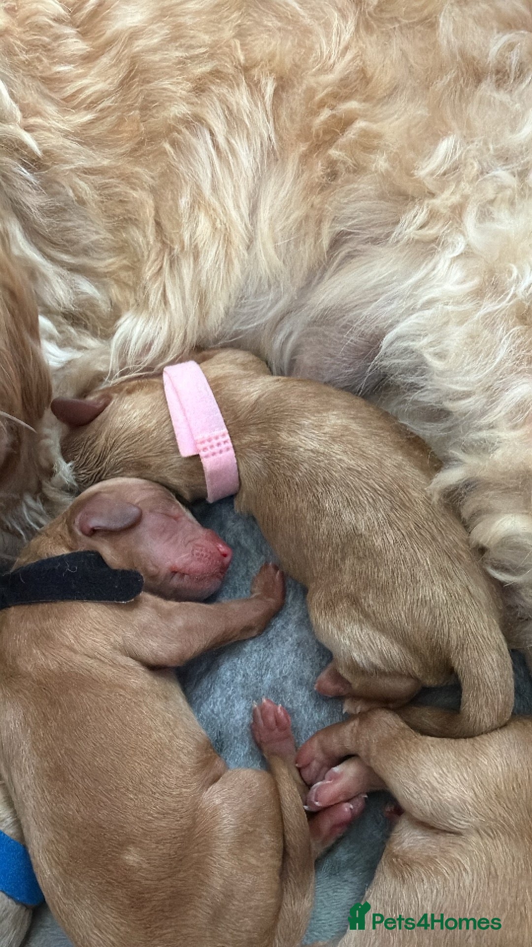 Cockapoo dogs for sale: cockapoo puppies for sale  - Advert 7