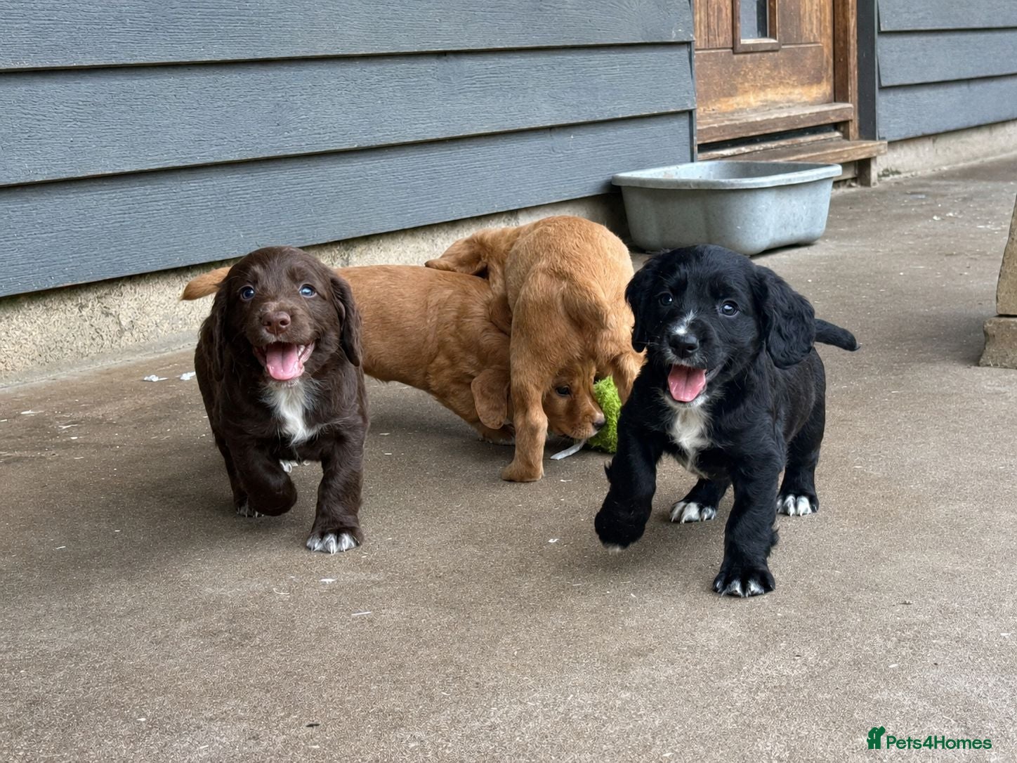 Cocker Spaniel dogs BEAUTIFUL MIXED COLOUR LITTER,HEALTHTESTED PARENTS - Advert 18
