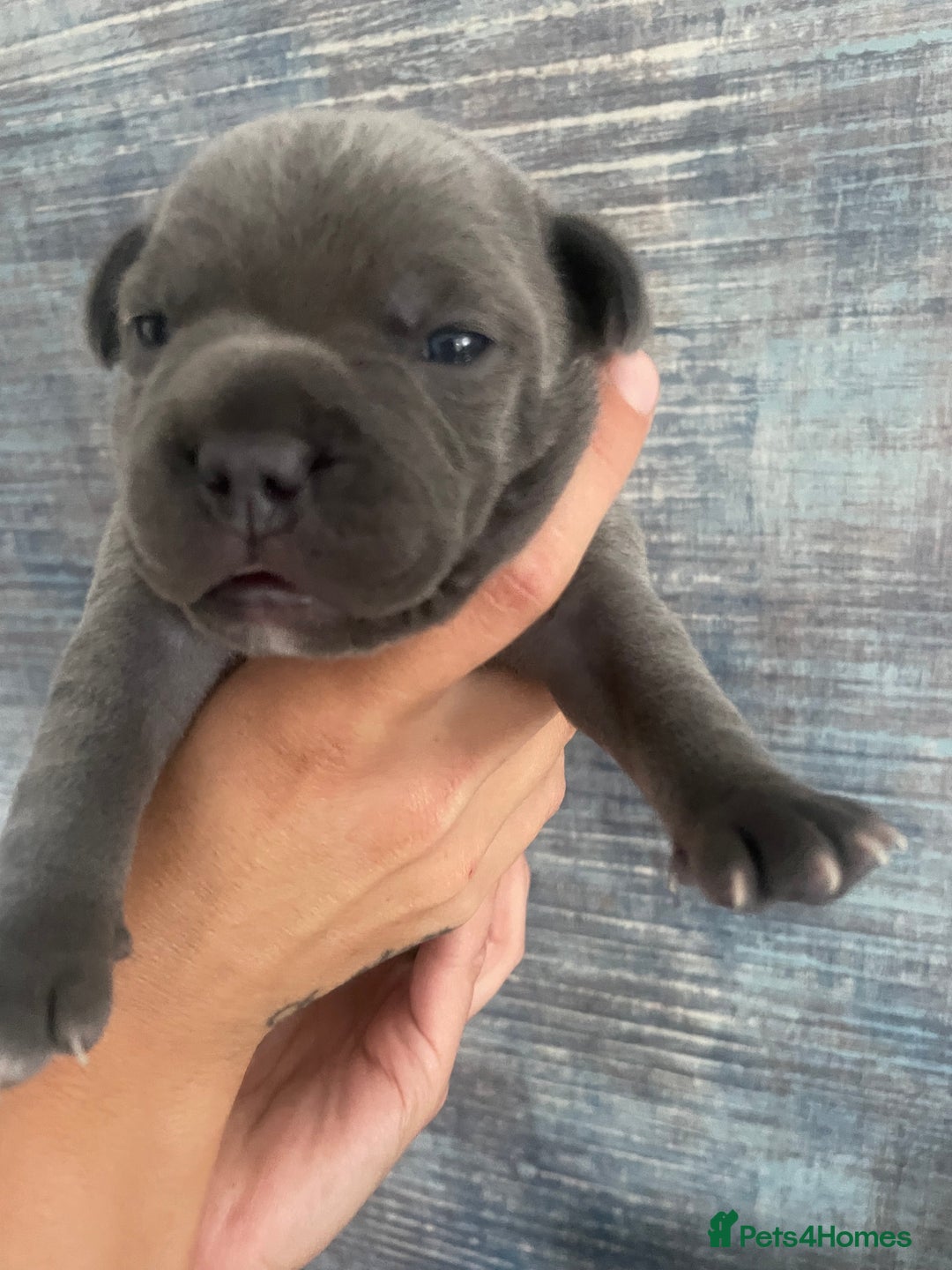 Staffordshire Bull Terrier dogs for sale: Blue Staffordshire bull terrier kc registered ❗️ - Image 26
