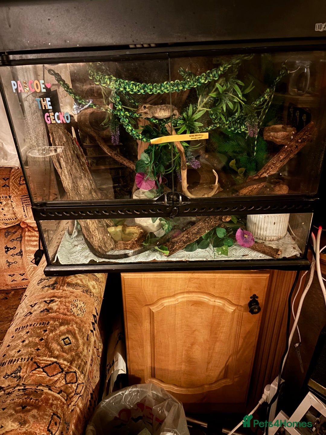 Gecko reptiles for sale: Ideal first pet, Female Crested Gecko - Image 2