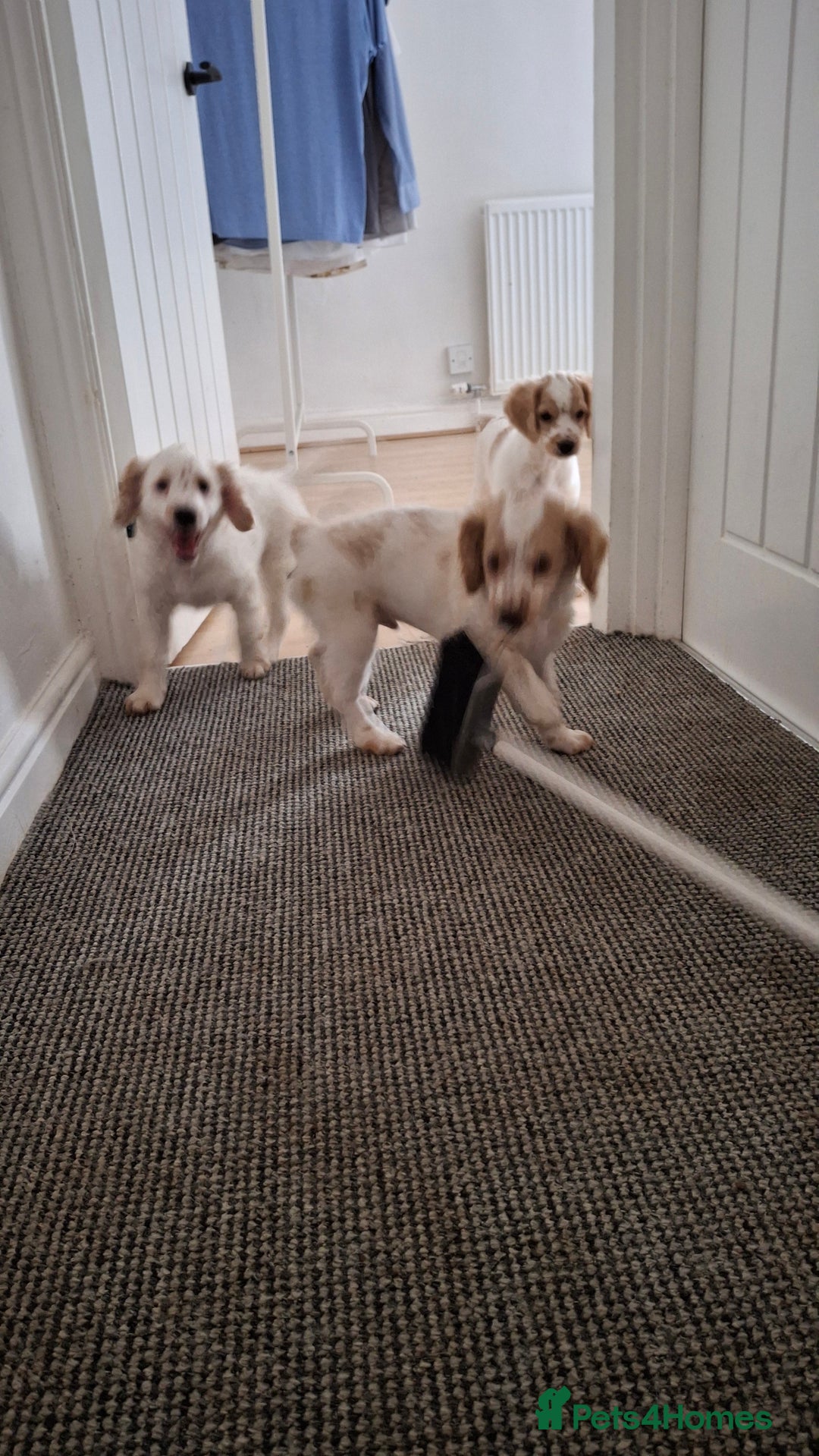 Cockapoo dogs for sale: Cockaspanial  - Image 7