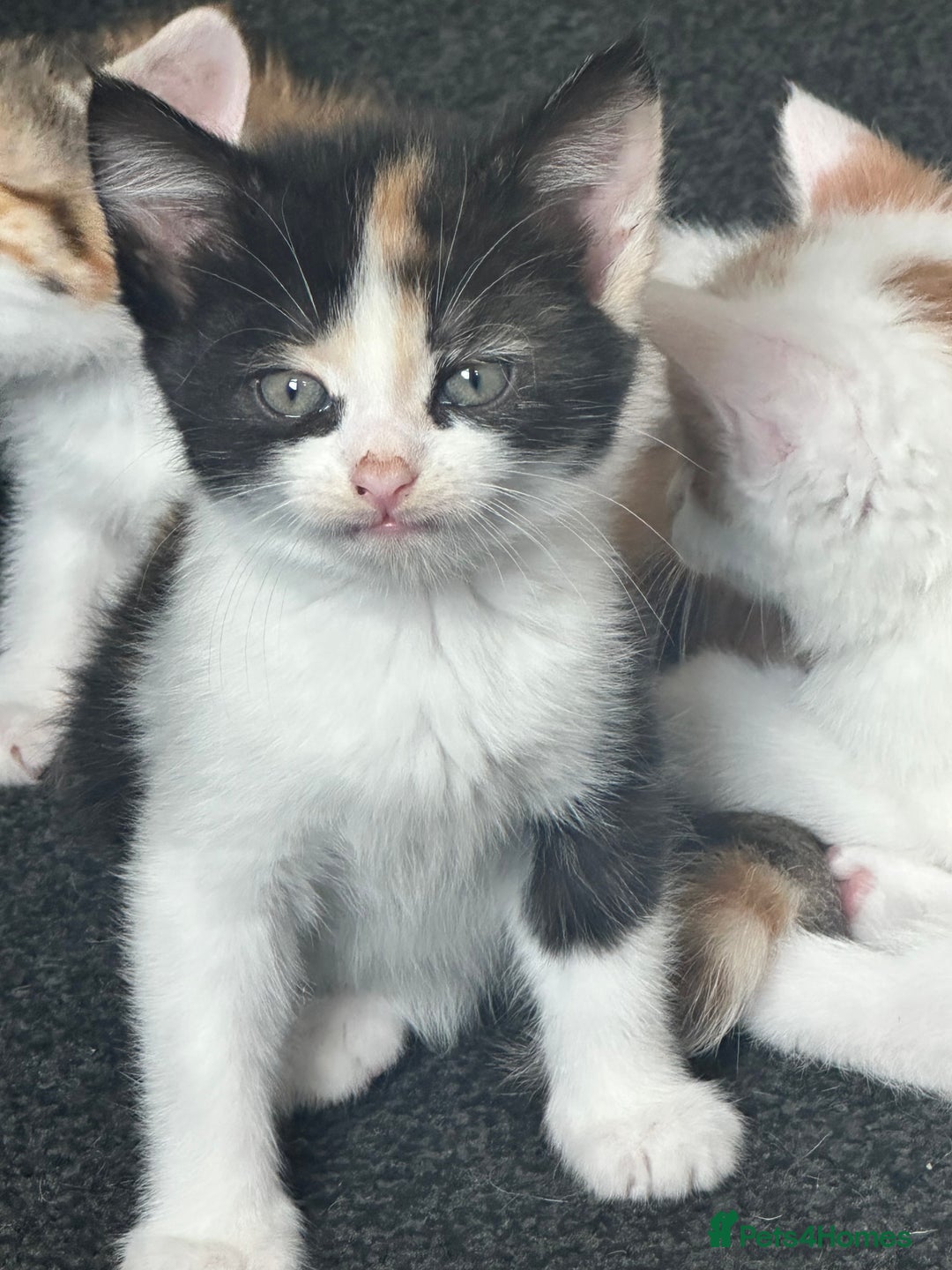 Domestic Shorthair cats for sale: 5 kittens 1 mother - Image 2