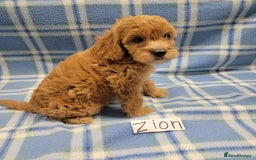 Mixed Breed dogs for sale: Ziggy pedigree cockapoo 7wkse - Image 1