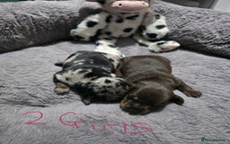 Miniature Dachshund dogs for sale: Stunning Miniture Dachshund pups for sale - Advert 4