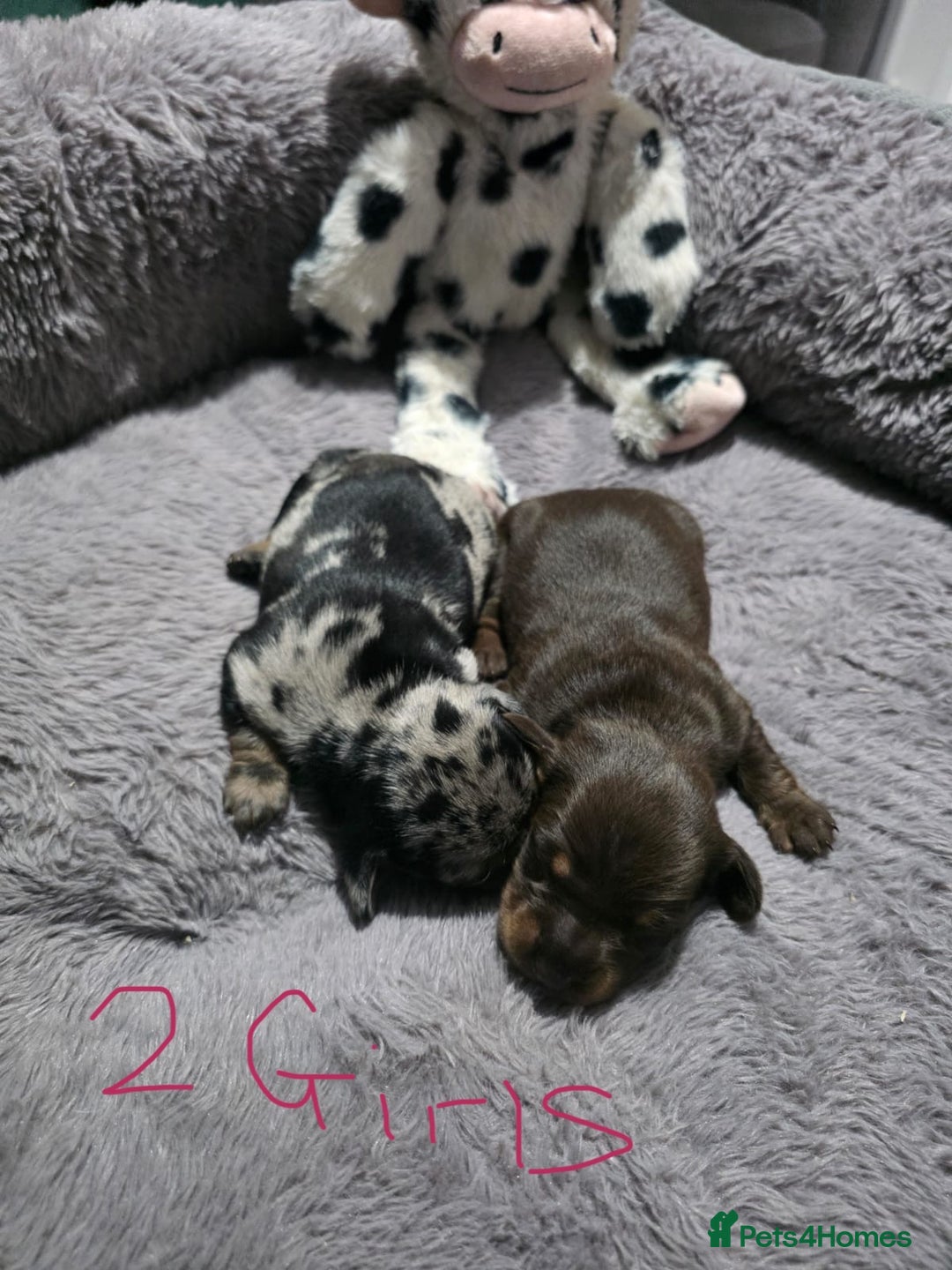 Miniature Dachshund dogs for sale: Stunning Miniture Dachshund pups for sale - Advert 4