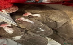 American Bully dogs for sale: Pocket bully puppies - Image 1
