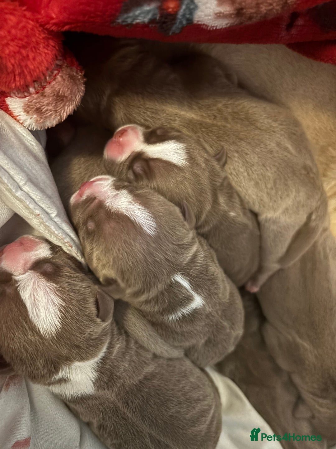 American Bully dogs for sale: Pocket bully puppies - Image 1