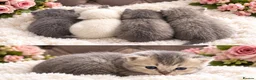 British Longhair cats for sale: GCCF Registered Pedigree British Longhair Kittens - Advert 1