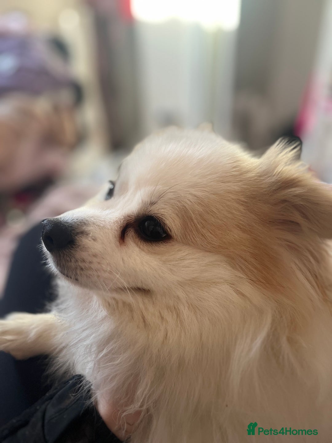 Mixed Breed dogs for sale: angel age 2 - Advert 6