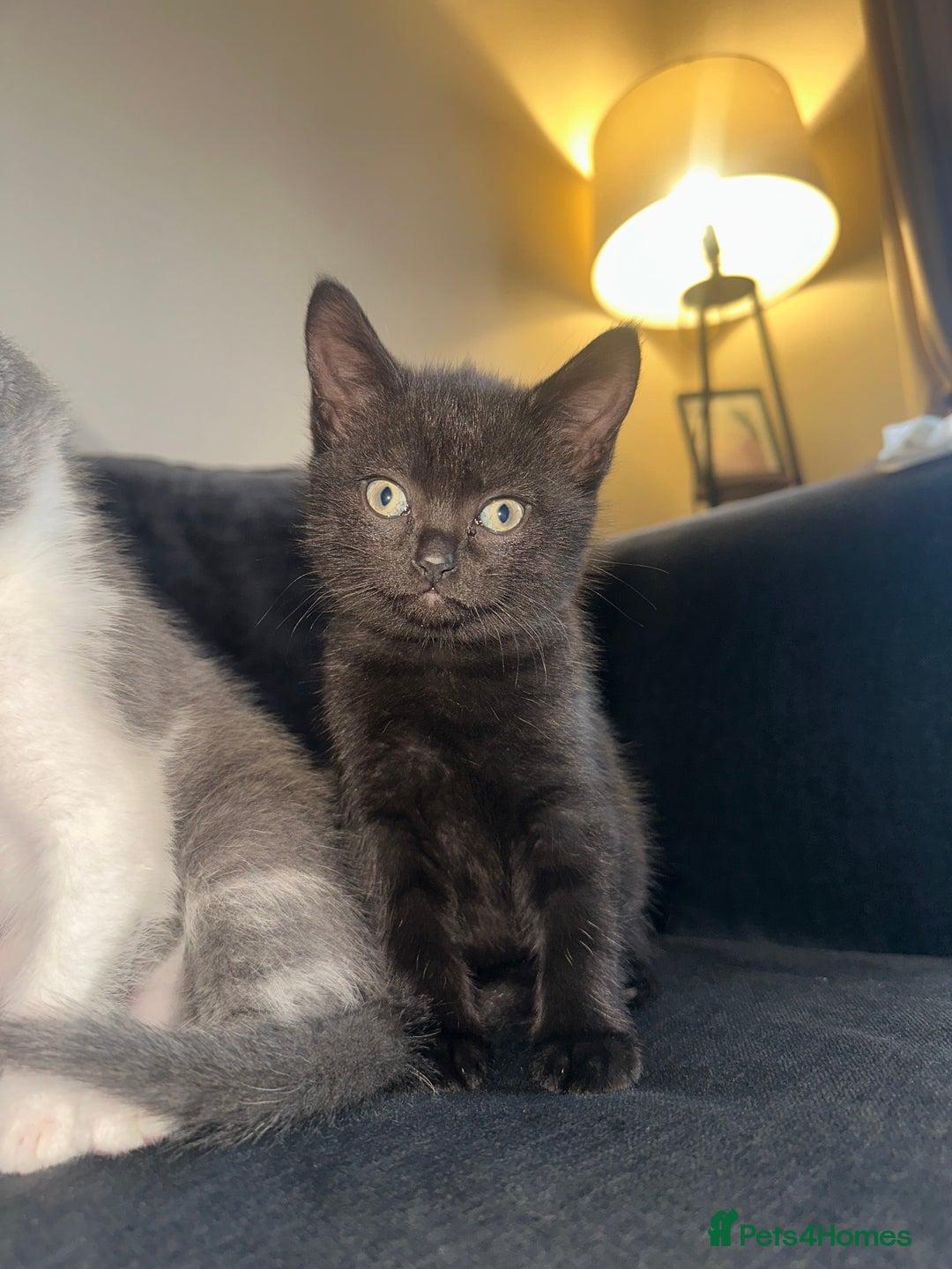 British Shorthair cats for sale: British short hair mixed kittens - Advert 2