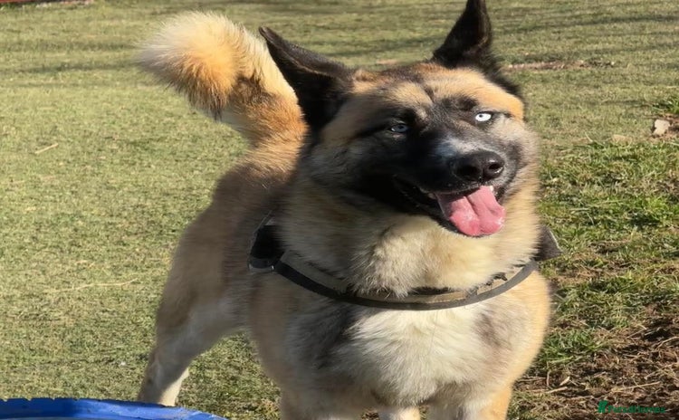 Mixed Breed dogs - Advert 2