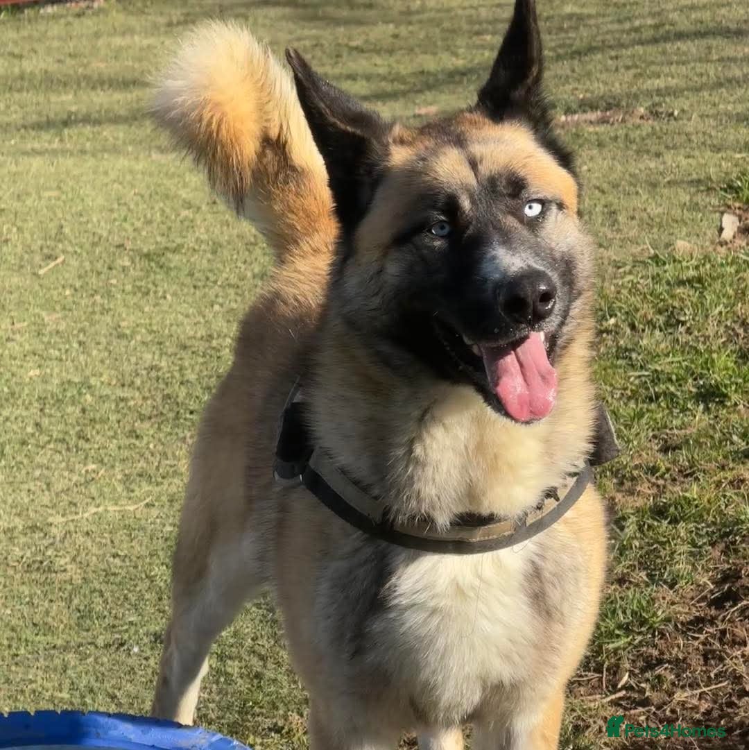 Mixed Breed dogs for adoption:  RONI  - Image 1