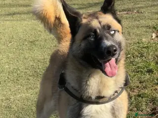 Mixed Breed dogs RONI - Advert 11