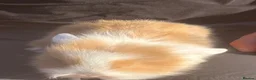 Mini Lion Lop rabbits for sale: Mini lop x lion head  - Advert 10