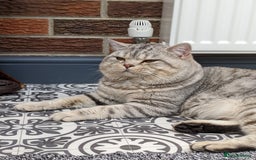 British Shorthair cats for stud: British Shorthair Stud in Derby - Image 5