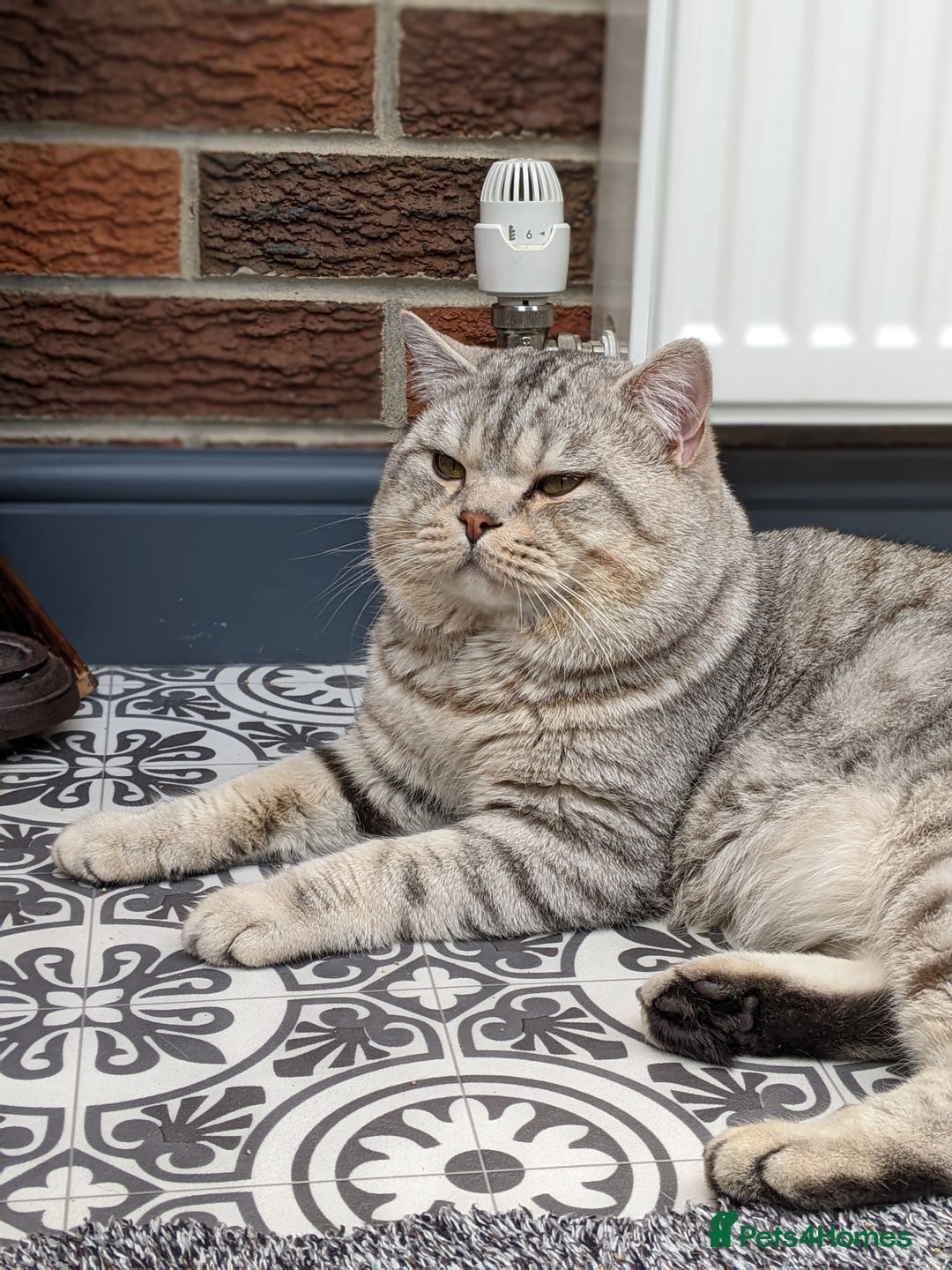 British Shorthair cats for stud: British Shorthair Stud in Derby - Image 5