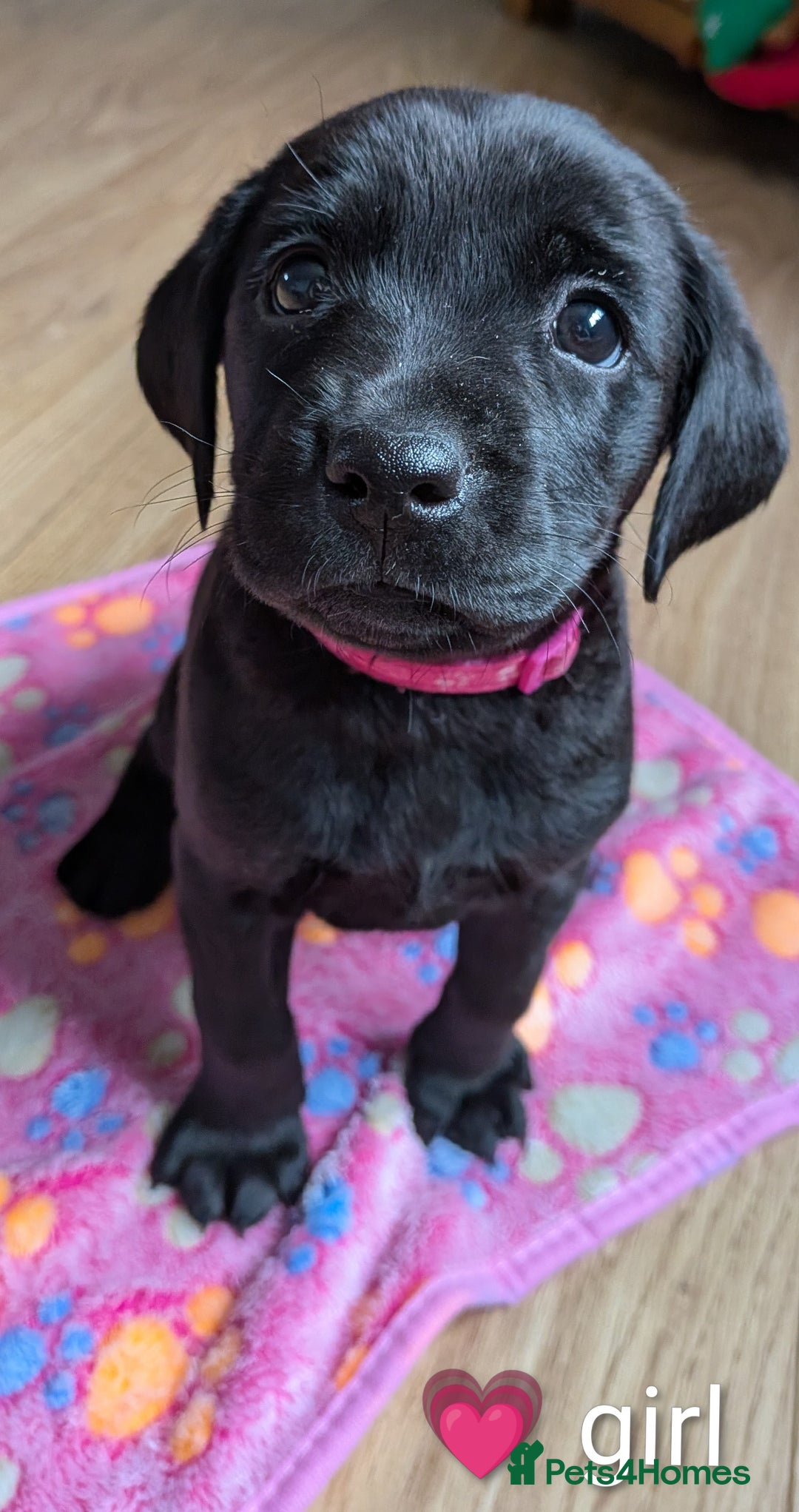 Labrador Retriever dogs for sale: Labrador puppies - Advert 3