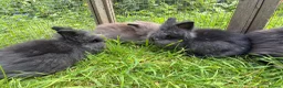 Lionhead rabbits for sale: 3 fluffy lionhead babies  - Advert 2