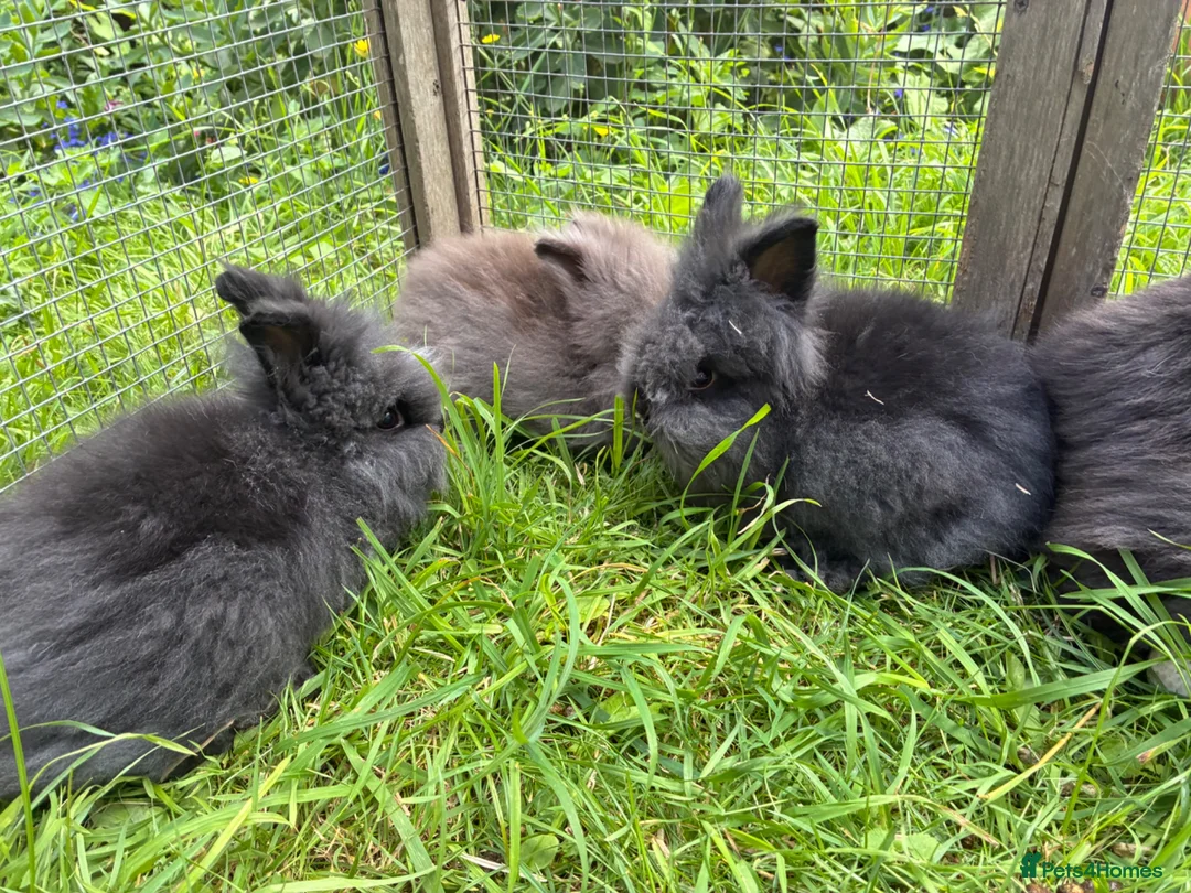 Lionhead rabbits for sale: 3 fluffy lionhead babies  - Advert 2