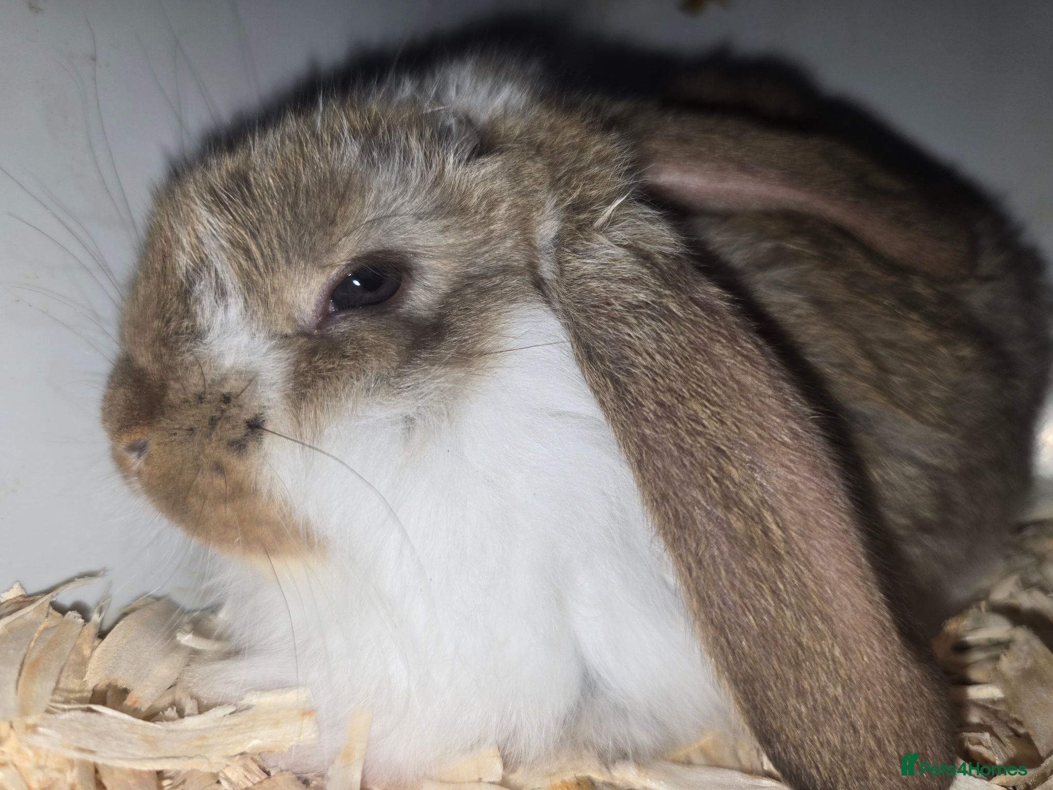 French Lop rabbits French Lop Bunnies  - Advert 6