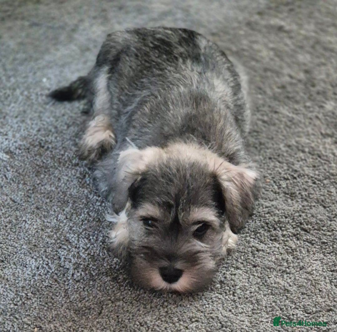 Miniature Schnauzer dogs for sale: All pups sold. Thank you - Advert 10