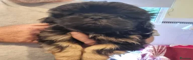 Shih Tzu Puppy 4