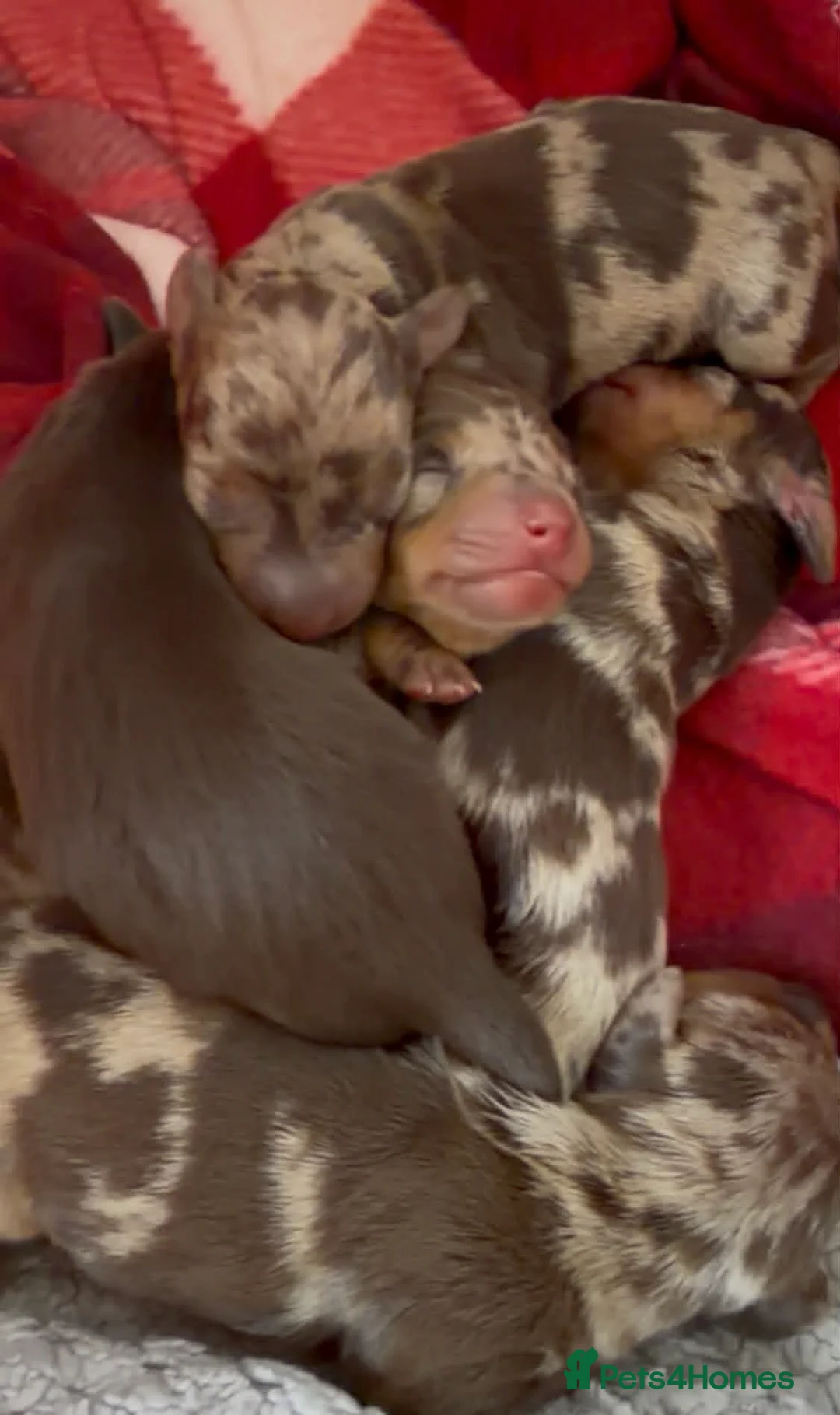 Miniature Dachshund dogs for sale: KC Reg Chocolate Dapple Miniature Dachshund P - Advert 13