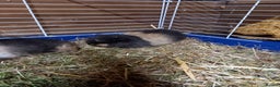 Guinea Pig rodents for sale: Swiss baby guinea-pigs  - Advert 6