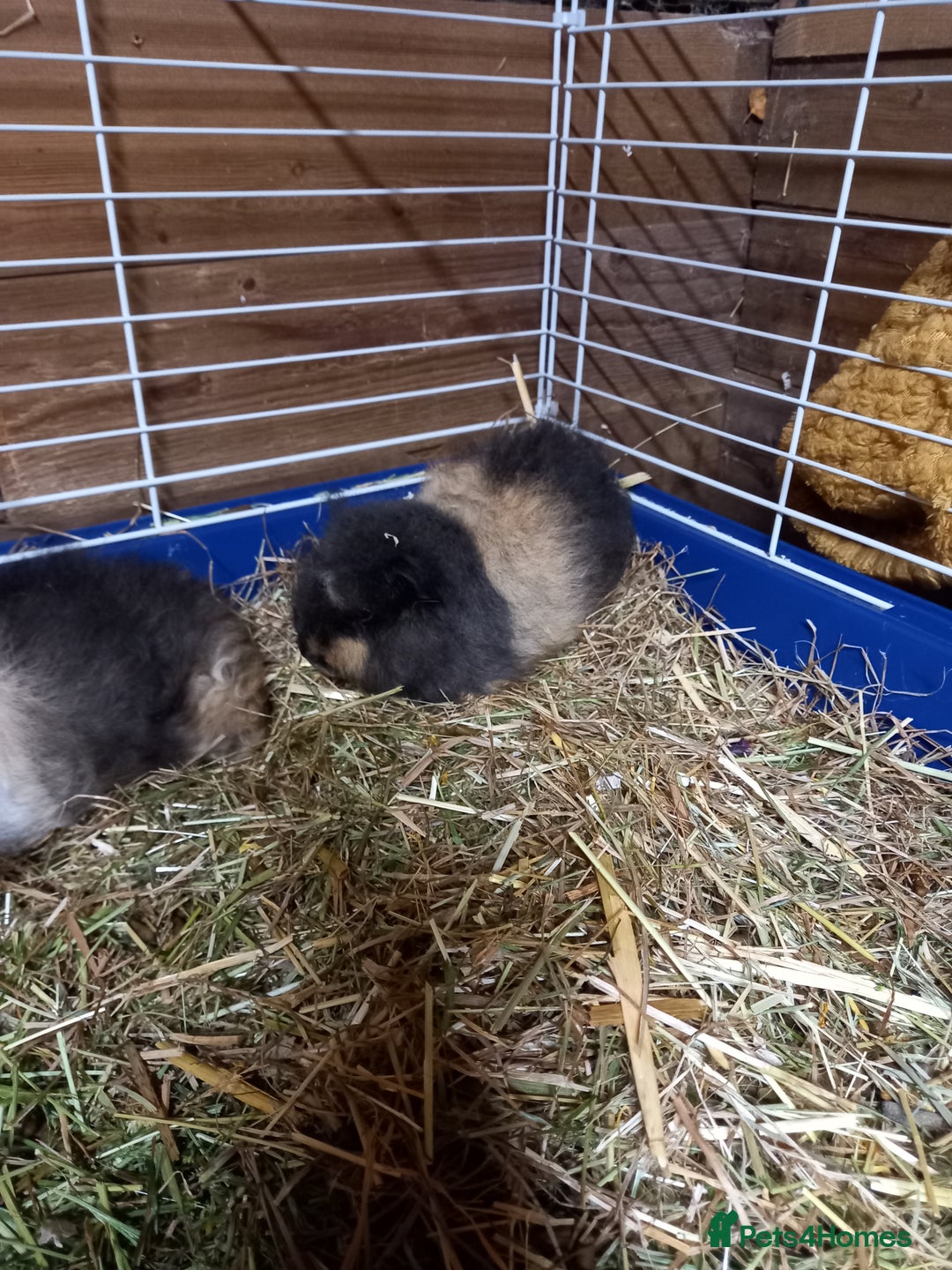 Guinea Pig rodents for sale: Swiss baby guinea-pigs  - Advert 6