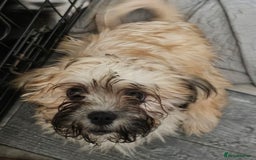 Zuchon dogs for sale: Male zuchon puppy 4mths - Image 4