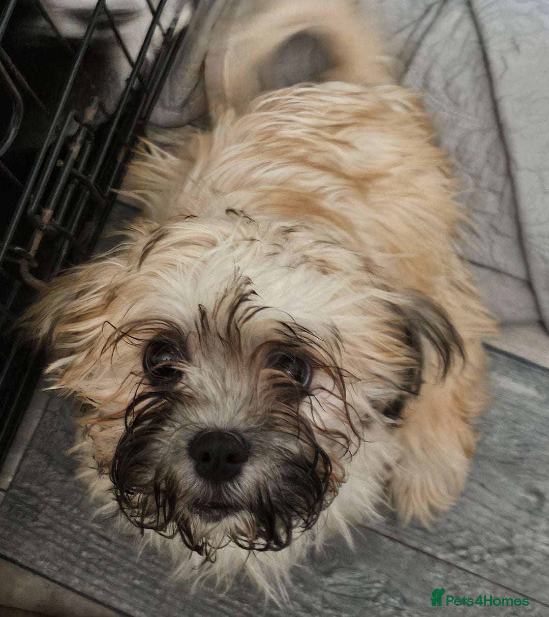 Zuchon dogs for sale: Male zuchon puppy 4mths - Image 4