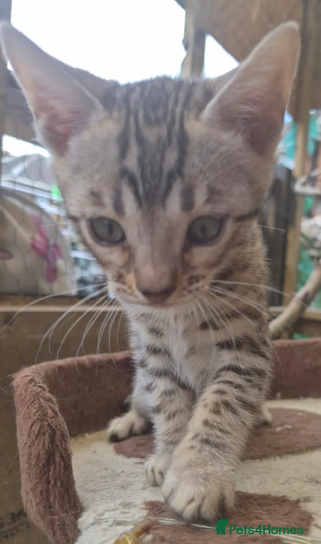 Bengal cats for sale: 2 beautiful full bengal kits - Advert 2