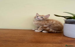 Maine Coon cats for sale: Maine coon cross kittens  - Image 13