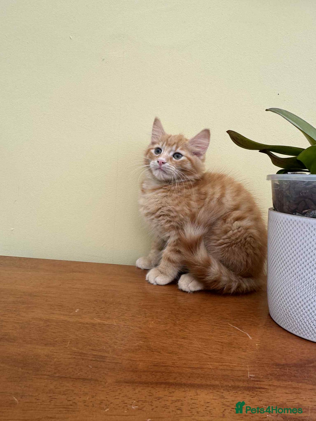 Maine Coon cats for sale: Maine coon cross kittens  - Image 13