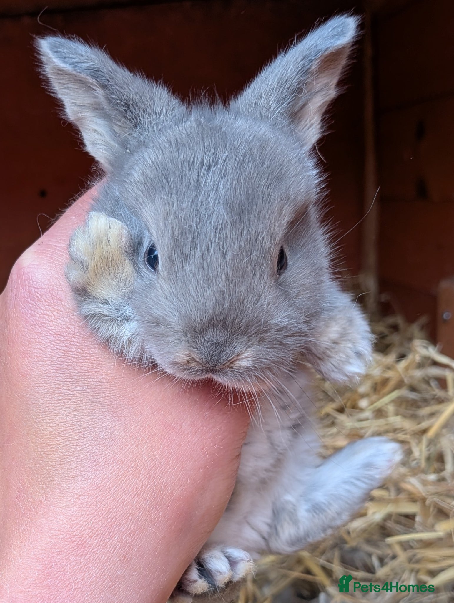Mini Lop rabbits Friendly Mini Lops - Advert 19
