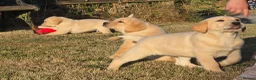 Labrador Retriever dogs for sale: Chunky Labrador Puppies - Advert 3