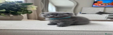 British Shorthair Kitten 4