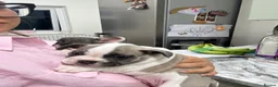 French Bulldog dogs for sale: Merle Piebald French Bulldogs  - Advert 3