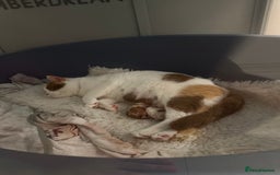 British Shorthair cats for sale: Chunky Red and White British Shorthair TICA - Image 12