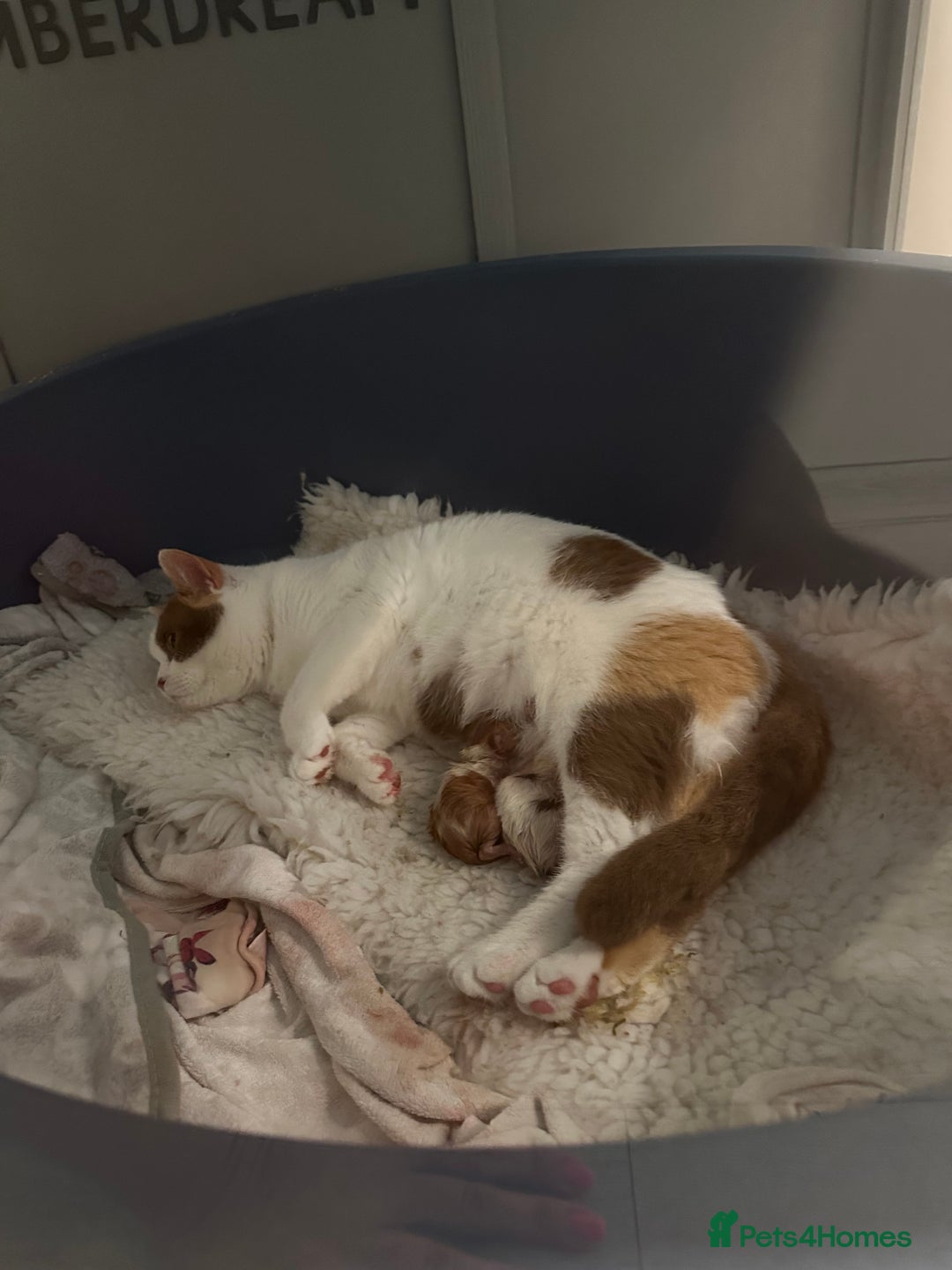 British Shorthair cats for sale: Chunky Red and White British Shorthair TICA - Image 12