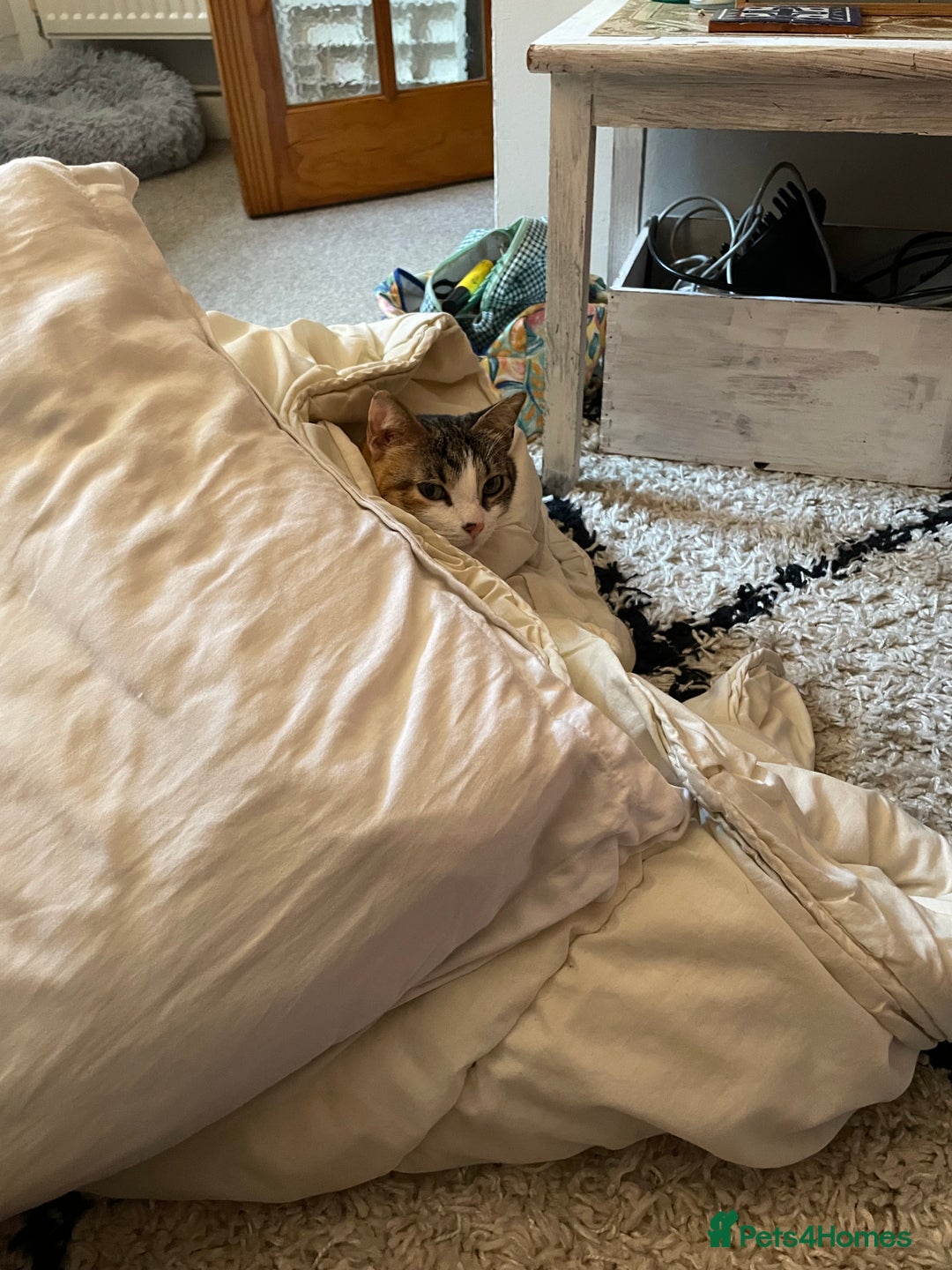 Domestic Shorthair cats for sale: Inigo and Daisy - Advert 3