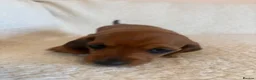 Miniature Dachshund dogs for sale: Litter of shaded red miniature Daschunds  - Advert 22