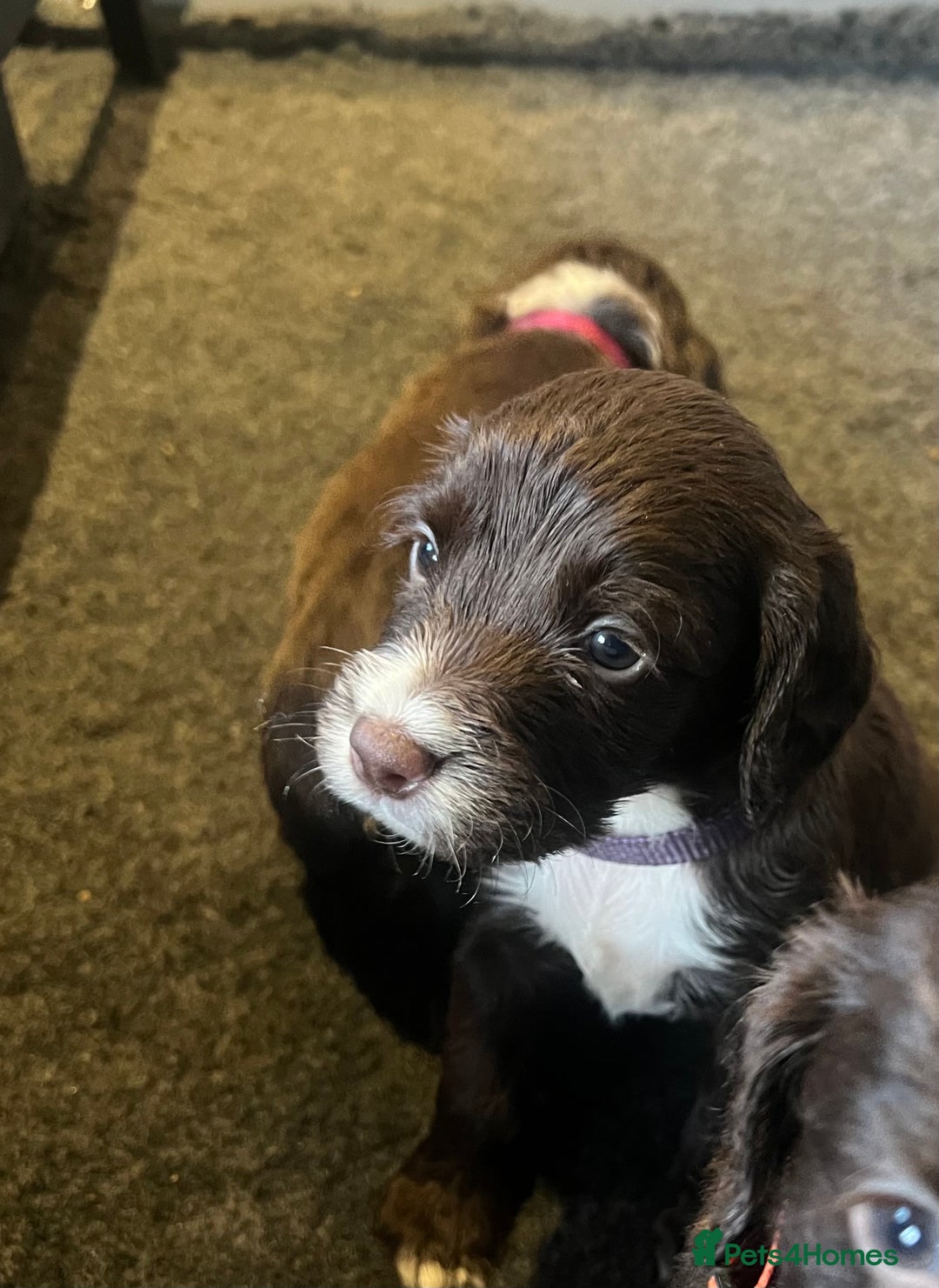Cocker Spaniel dogs for sale: KC Registered Working Cocker Spaniel Puppies - Image 9