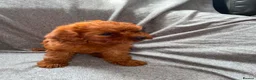 Cavapoo dogs for sale: Beautiful Red Cavapoo Girl – Ready Now in Milton Keynes - Advert 3